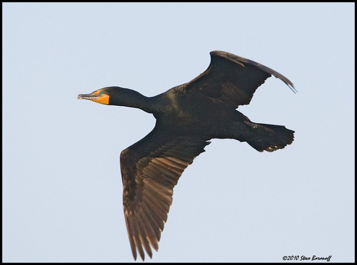 _0SB8371 double-crested cormorant.jpg